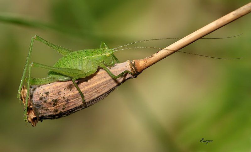 лето, мак, кузнечик  фото превью