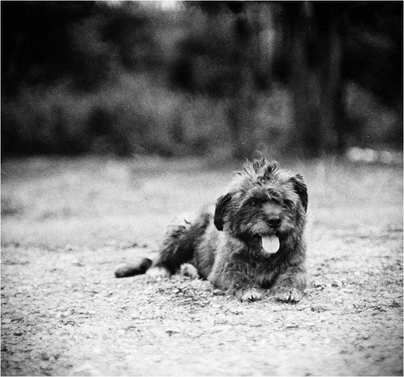 rolley, пленка, пес, бродяга, жанр, собака, юпитер-9, ttl, зенит, 100, retro  фото превью