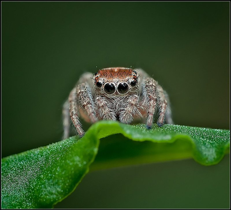 макро, паук, насекомые,  photo preview