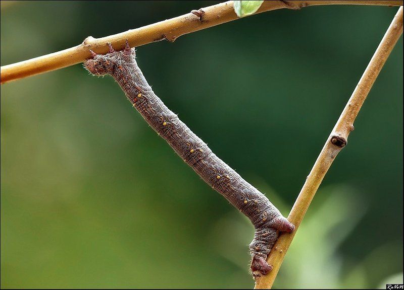 макро photo preview