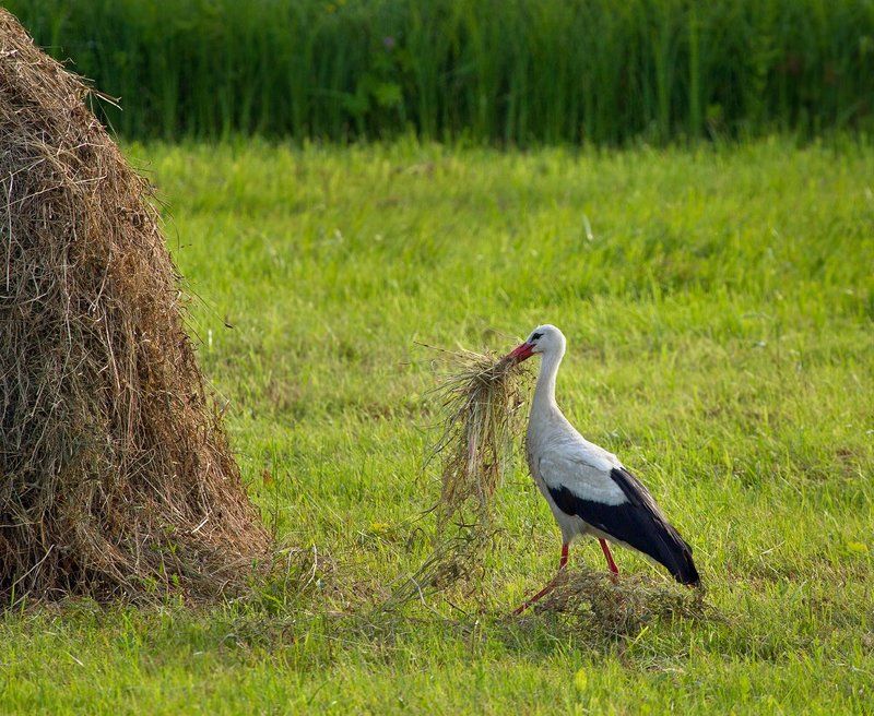 птицы, птица, аист заготовитель :)photo preview