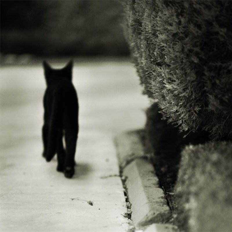 черный, кот photo preview