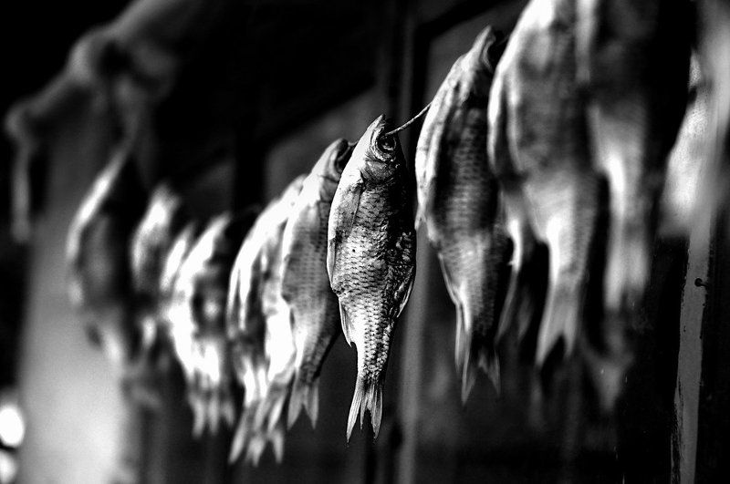 рыба photo preview