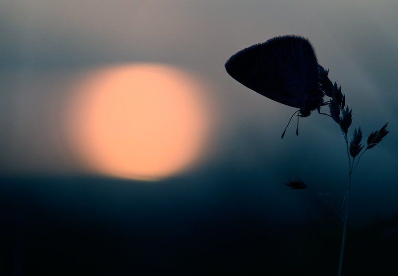 бабочка, закат, солнце photo preview