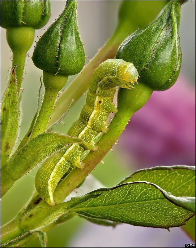 макро photo preview