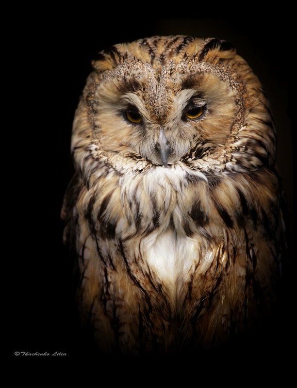 Отулисса фото превью