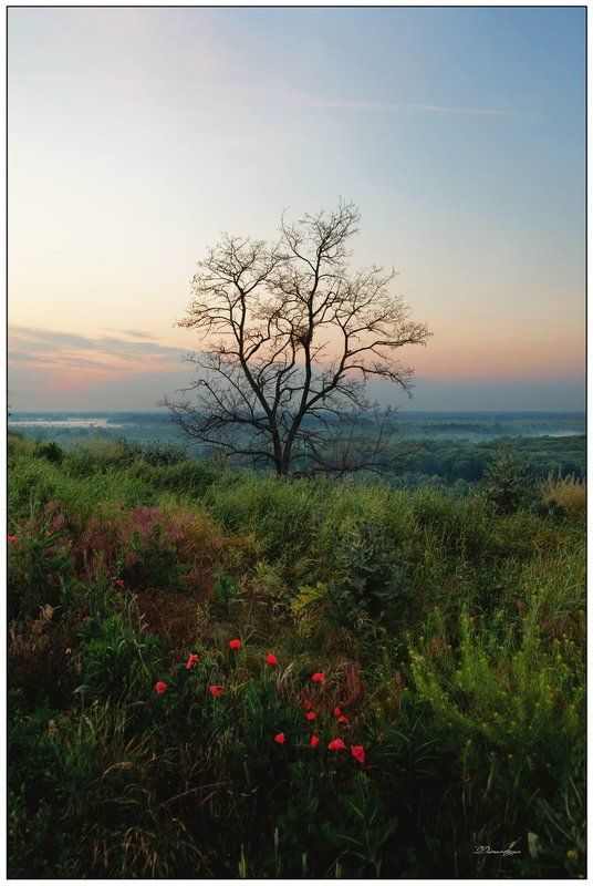 дерево, рассвет photo preview