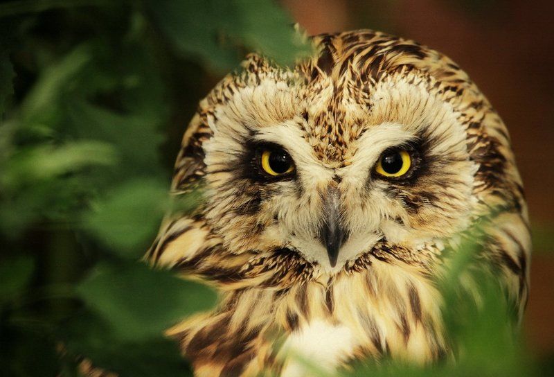 Руби фото превью