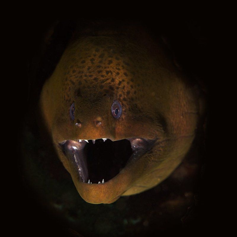 underwater, muraena, murena, tooth photo preview