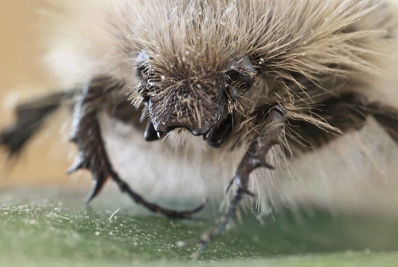 жук, хрущ, макро, micro-nikkor af 105mm f/2.8 d, nikon d80, kenko extension tube, raynox 250 Соломенный бычокphoto preview