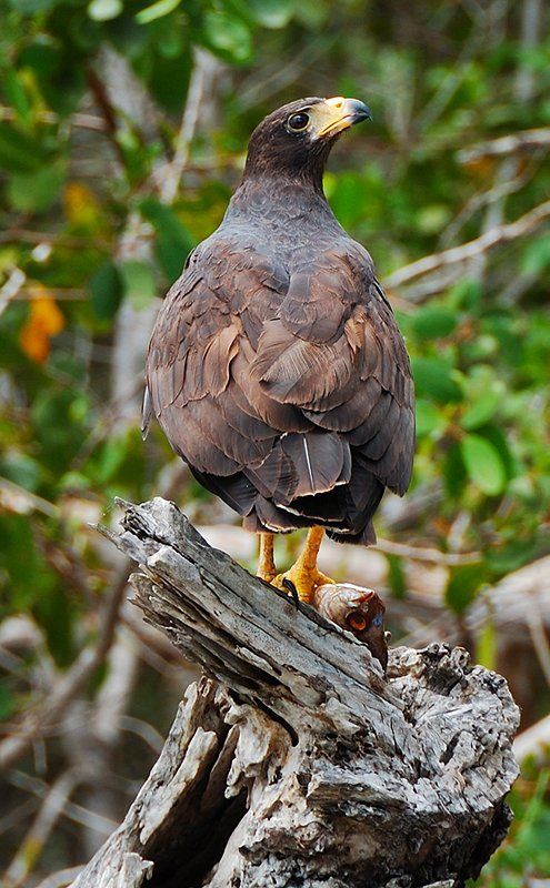 орел, птицы, мексика, рио лагартос Добычаphoto preview