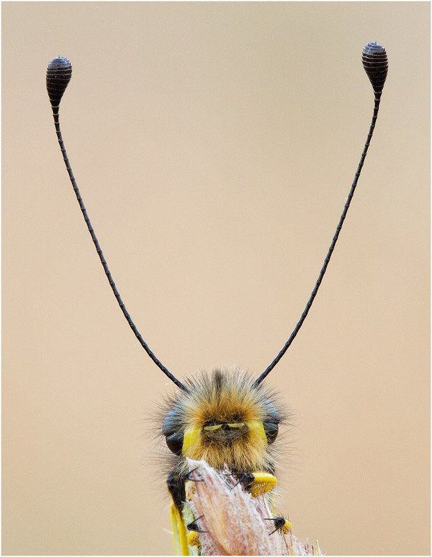 аскалаф, libelloides macaronius photo preview