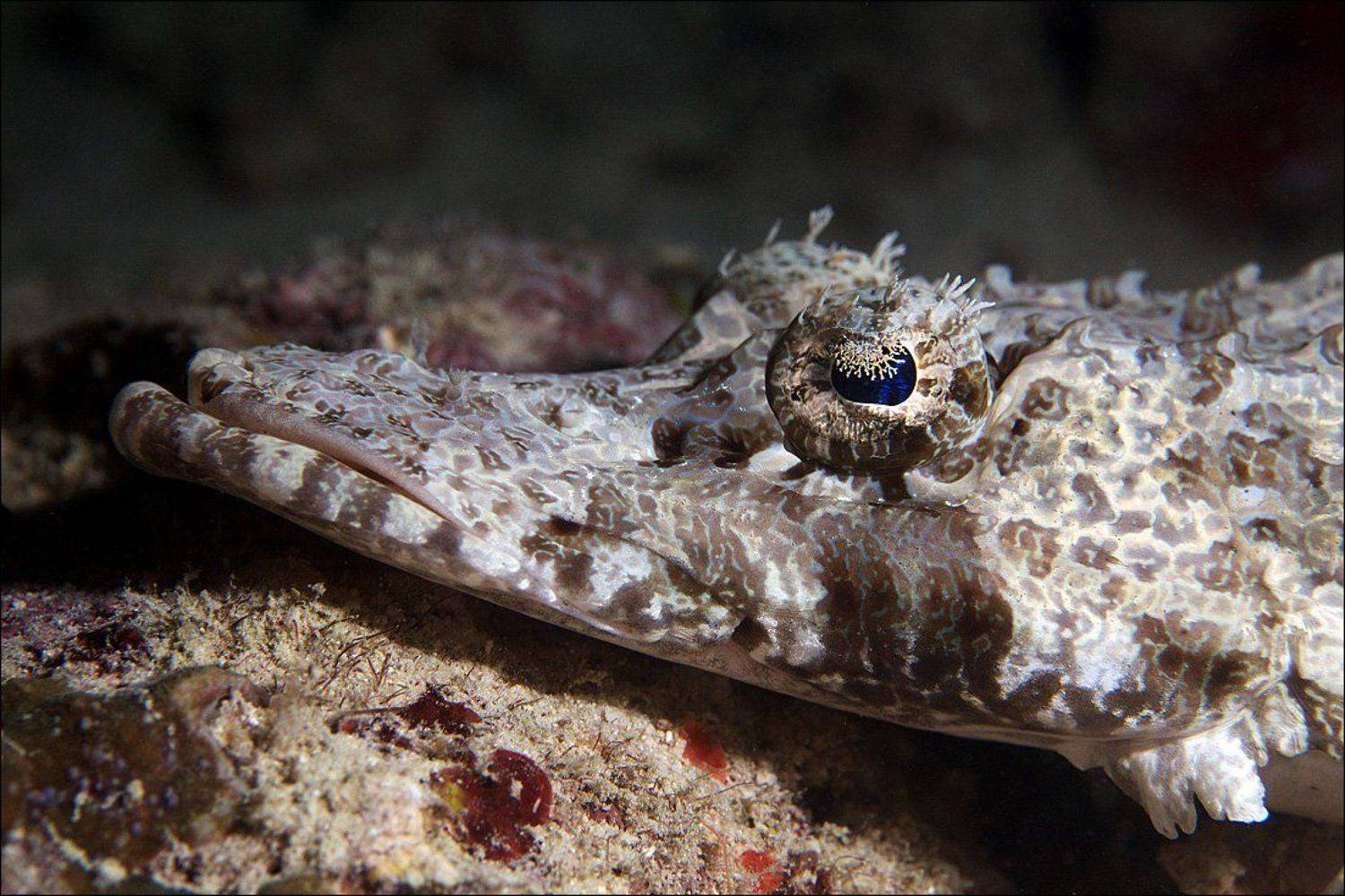 underwater, crocodile fish, sipadan, Anton Akhmatov