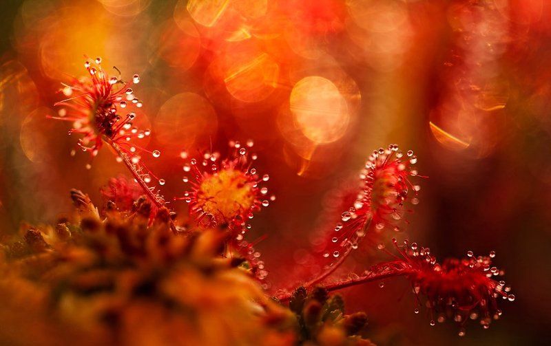 росянка, макропейзаж photo preview