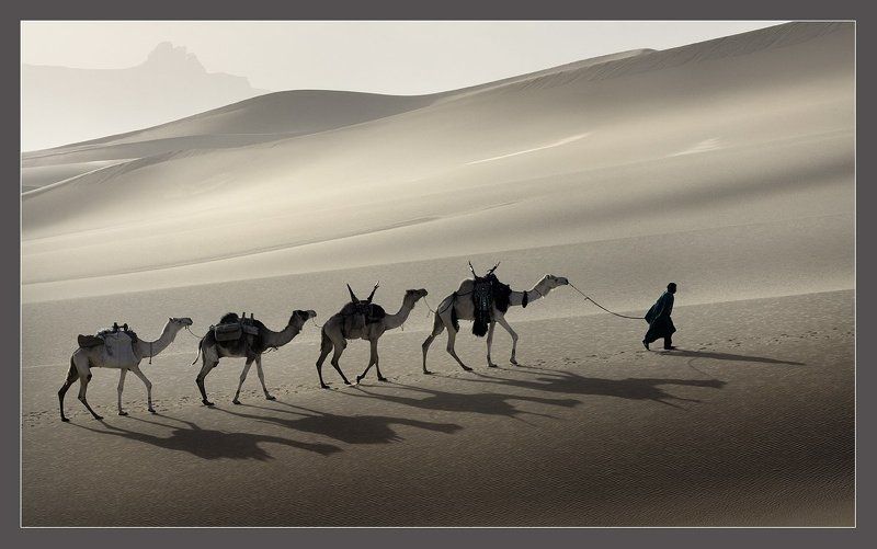 пески, верблюды, ливия, караван photo preview