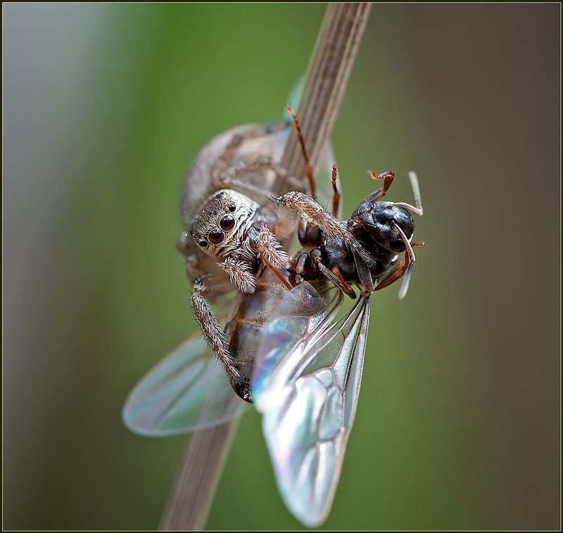 макро, насекомые, паук, фауна,  photo preview
