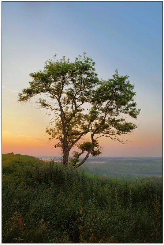 пейзаж, дерево, рассвет photo preview