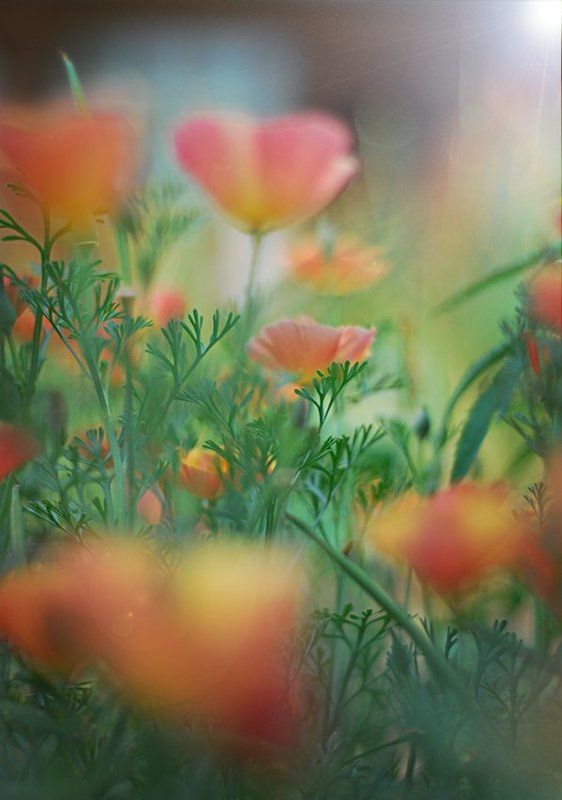 природа, лето, цветы photo preview