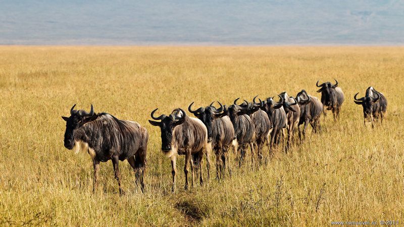 африка, танзания, нгоронгоро, антилопа гну Взвод фото превью