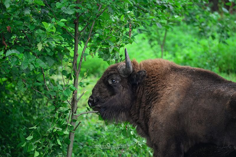 ossetia, caucasus, bison, зубр, бизон, Осетия, Северная Осетия,  Free young bison photo preview