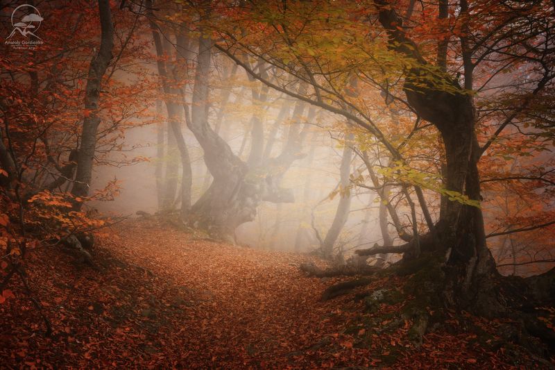 пейзаж, природа, лес, туман, крым Легенды осениphoto preview