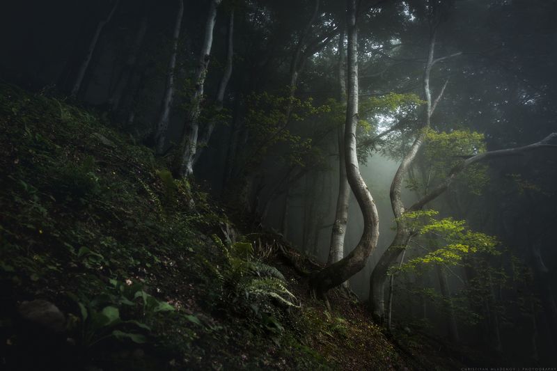 landscape, forest, tree, wide angle, fog, mist, mountain, woods, spring, bulgaria, nature, green, plant, weed, leafs, dream, panorama, woodland, gora, mountain, shapes, bizare, tale, magic, fantasy Вдън гората | Into the Woodsphoto preview