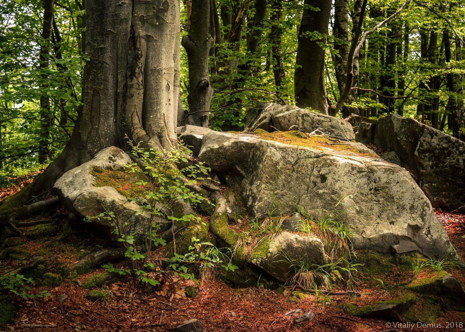 Пластика лесных камней. Покуття. Карпаты.. Автор: Виталий , Виталий