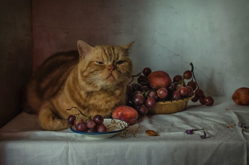 животные, кот, фрукты, виноград, сливы Кот и виноградphoto preview