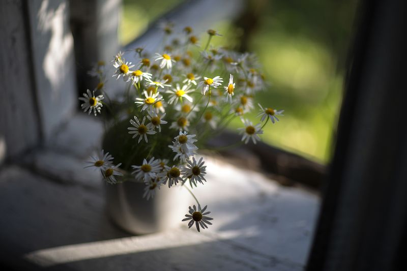 ромашки Августphoto preview