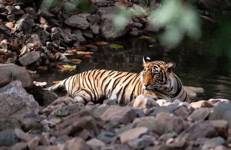 Водные процедурыphoto preview