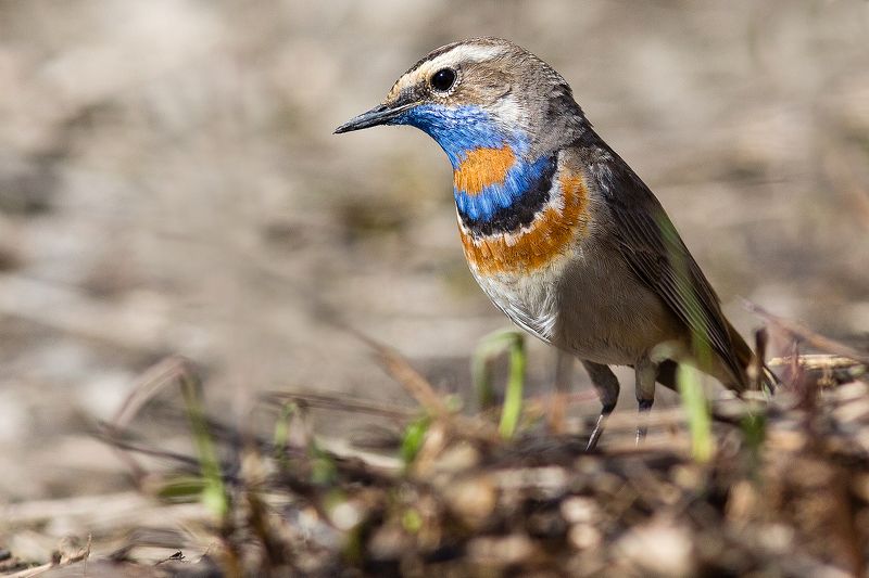 Варакушкаphoto preview