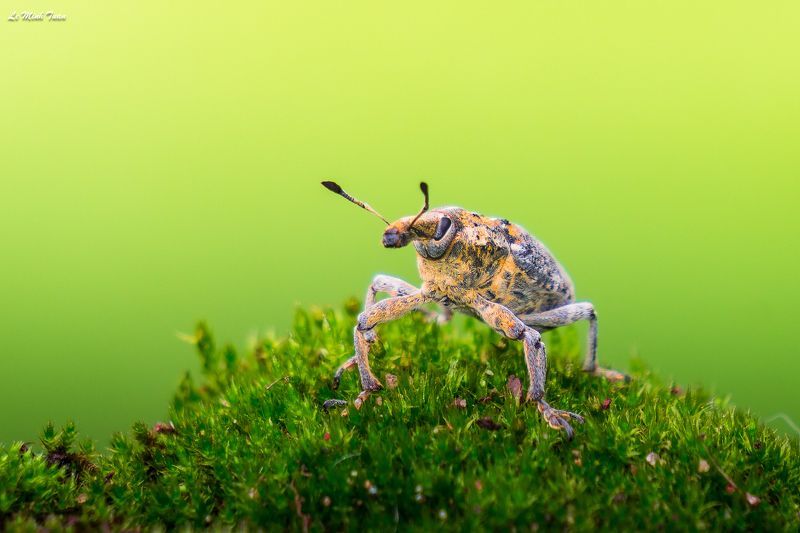 weevil Weevilphoto preview