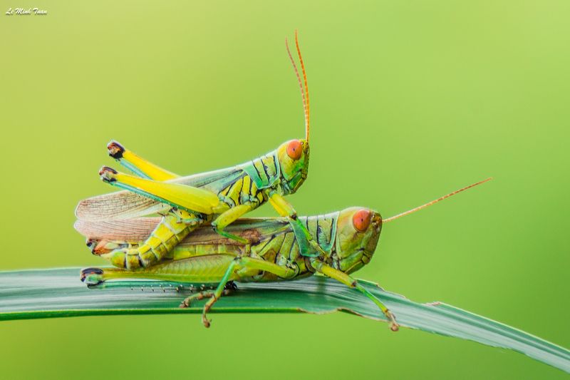 mating Matingphoto preview