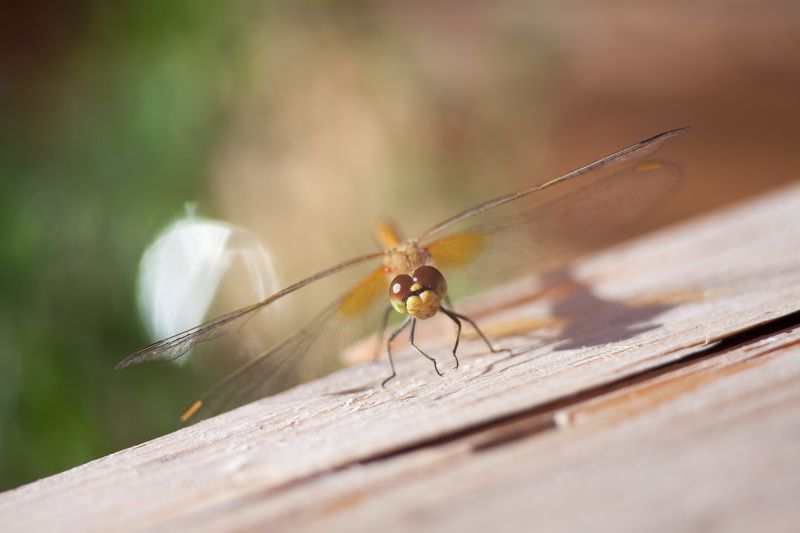 стрекоза, насекомые, животные, макро, лето, цвета, боке, природа вертолетыphoto preview