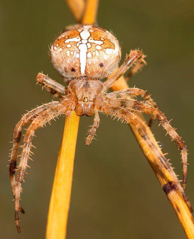 *. Автор: M.Mestanov , M.Mestanov