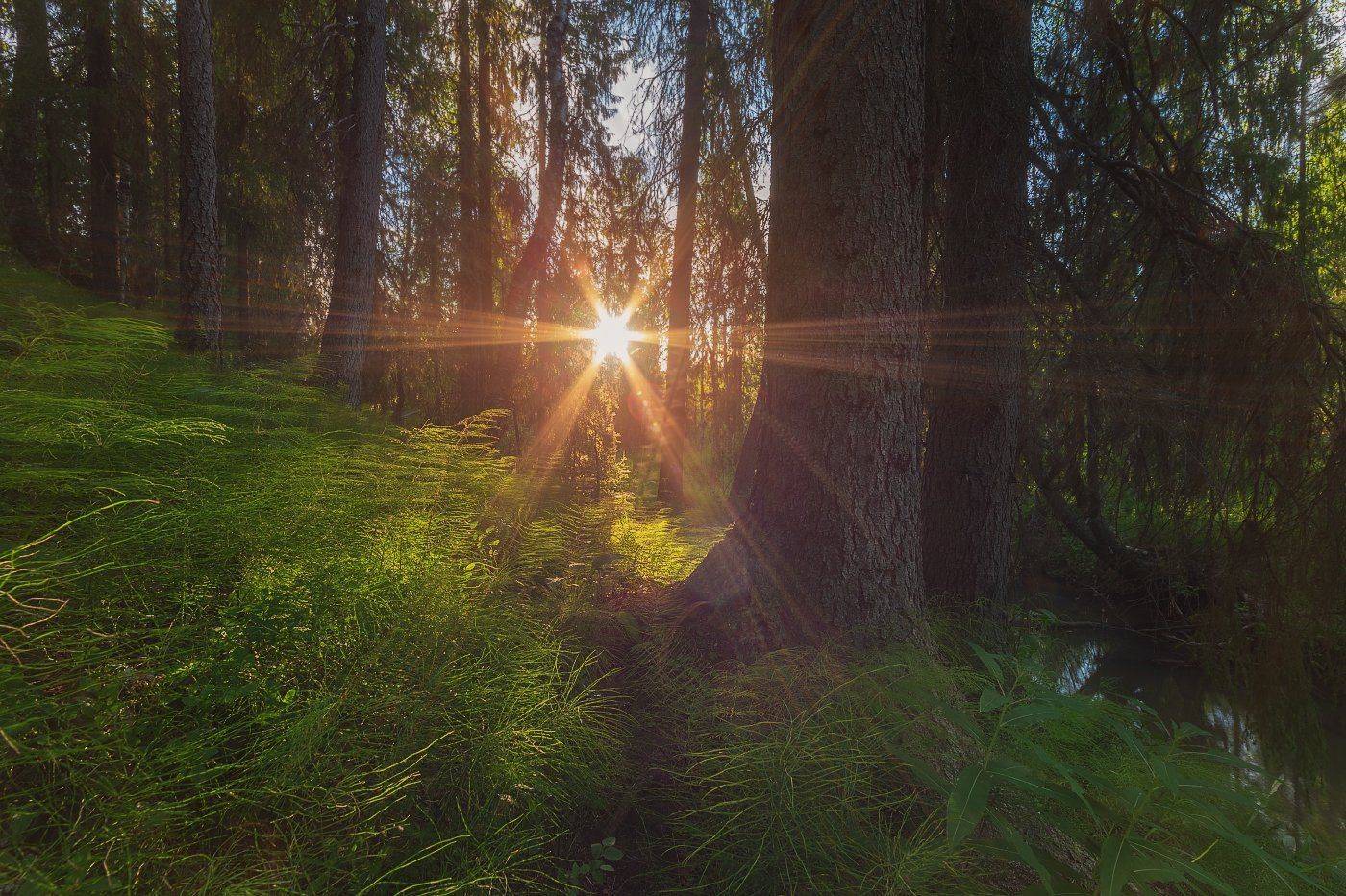 Запуталось Солнце... Автор: Игорь Подобаев , Игорь Подобаев