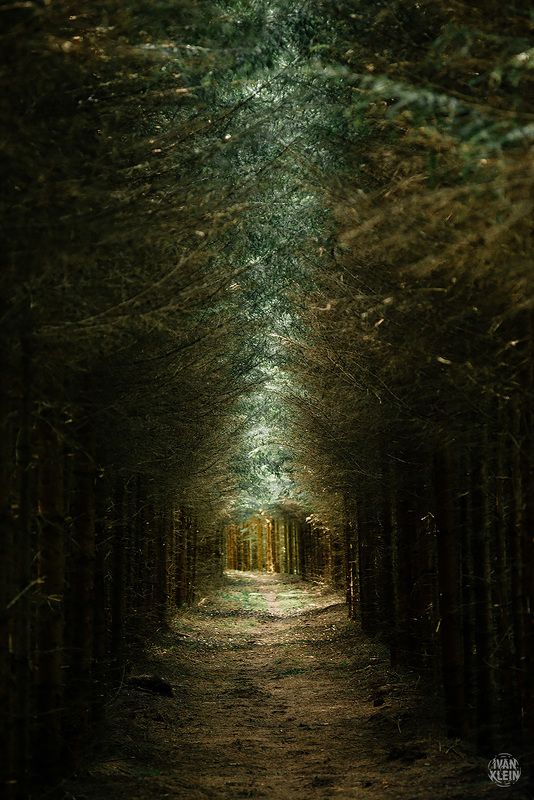 лес,чаща,деревья,ёлки,дорога,тоннель,тропа,путешествие,поездка,исследование,природа,пейзаж, Тоннель в лесуphoto preview