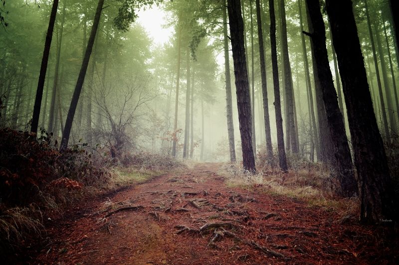 bulgaria seasons beautiful colors kyustendil places landscapes mist trees forest fog nature деревья лес туман природа Mystic forest photo preview