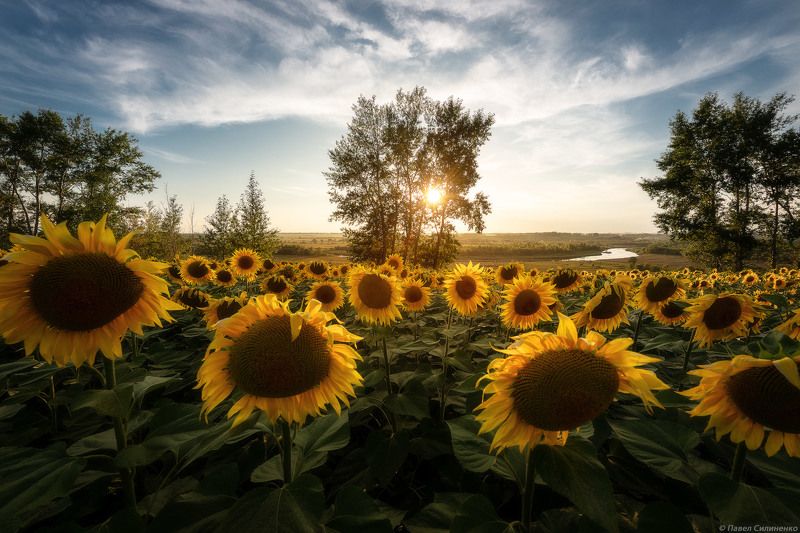 пейзаж, цветы, закат, солнце, цвет, лучи, луг, лето, подсолнухи Август фото превью