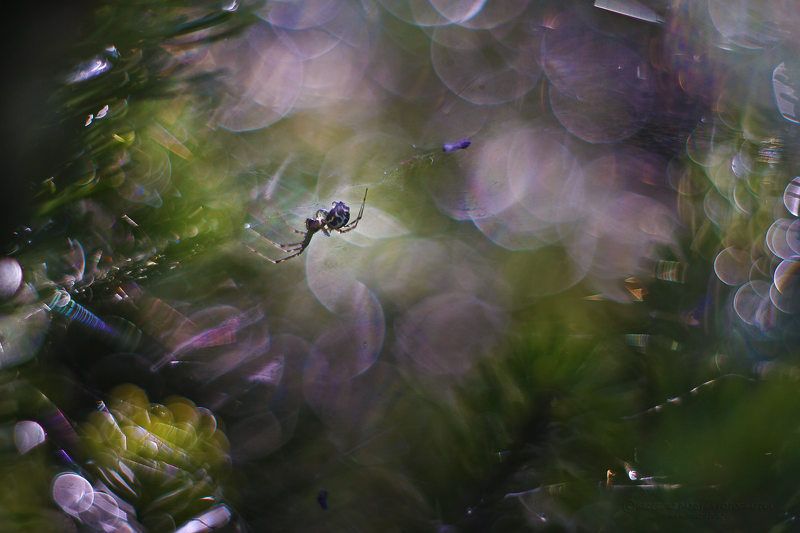 Spider galaxyphoto preview