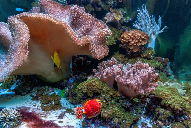 Евпаторийский аквариумphoto preview