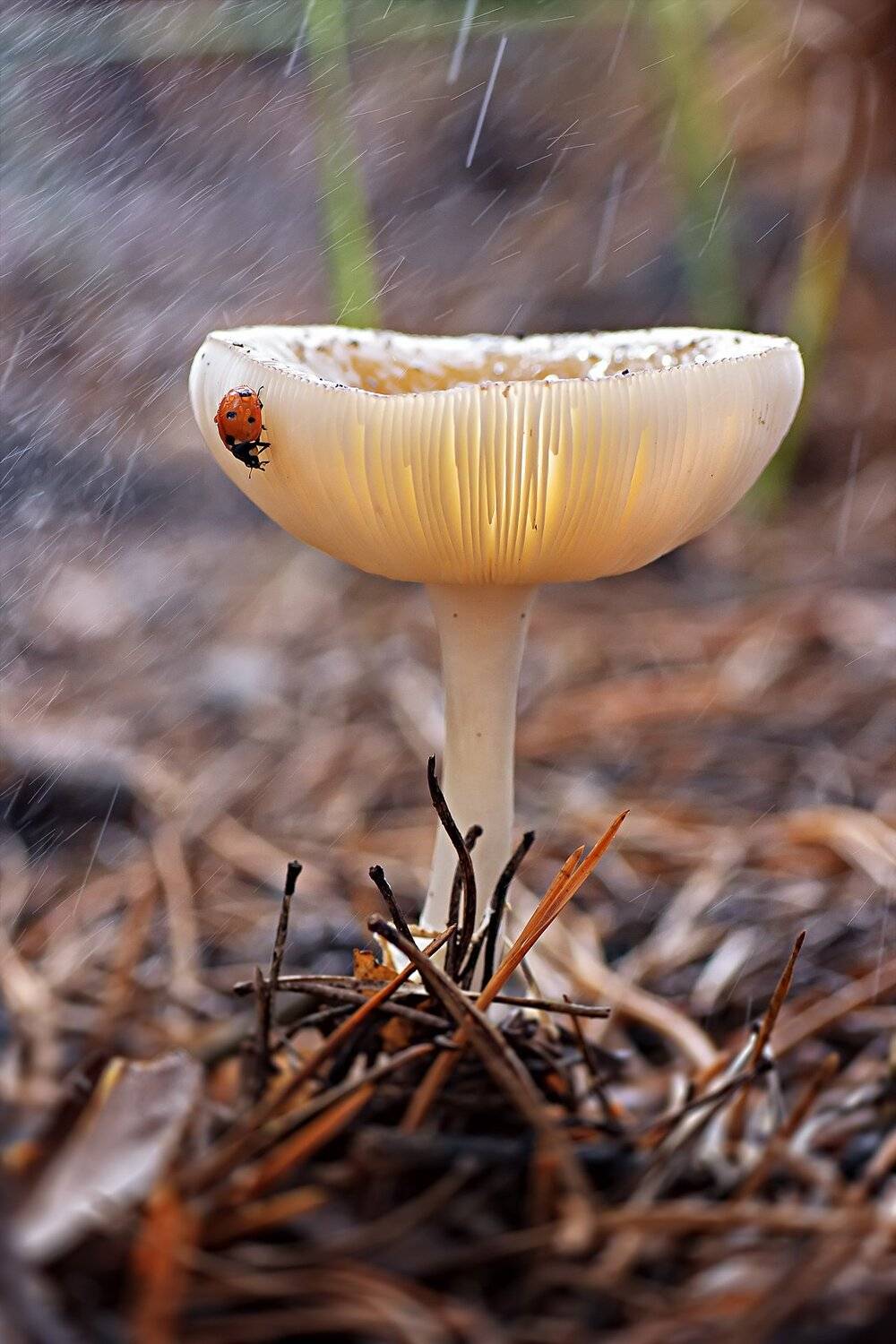 ***. Автор: Юрий Котов гриб,жук,вода,дождь,хвоя,красный,свет,лес, Юрий Котов