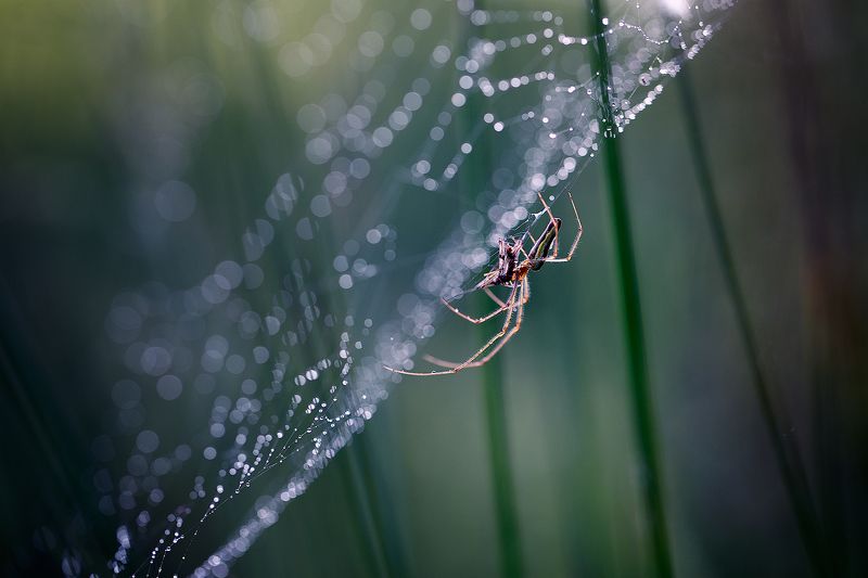 spider,insects,spider web,light,bokeh,beautiful,fairy,macro,wild,nature,insect,drops Spiderphoto preview