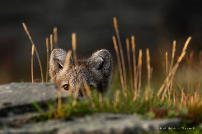 arctic fox, fox, animals, norway, fjelrev, fjällräv, wildlife, nature photo preview