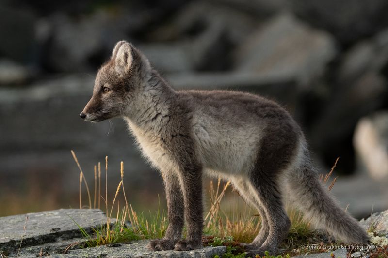 arctic fox, fox, animals, norway, fjelrev, fjällräv, wildlife, nature Observatorphoto preview