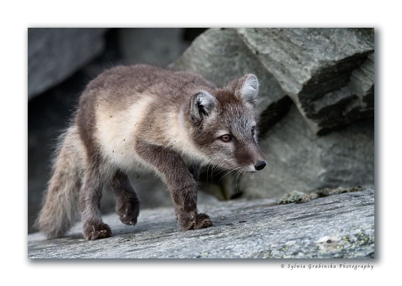 arctic fox, fox, animals, norway, fjelrev, fjällräv, wildlife, nature Hunterphoto preview