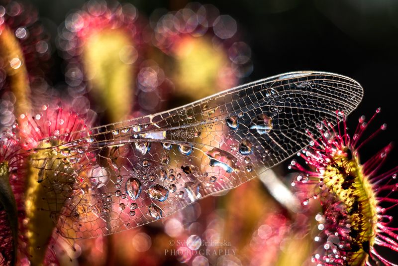 sundew, plants, macro, helios, 58mm, nature, wing, the wingphoto preview