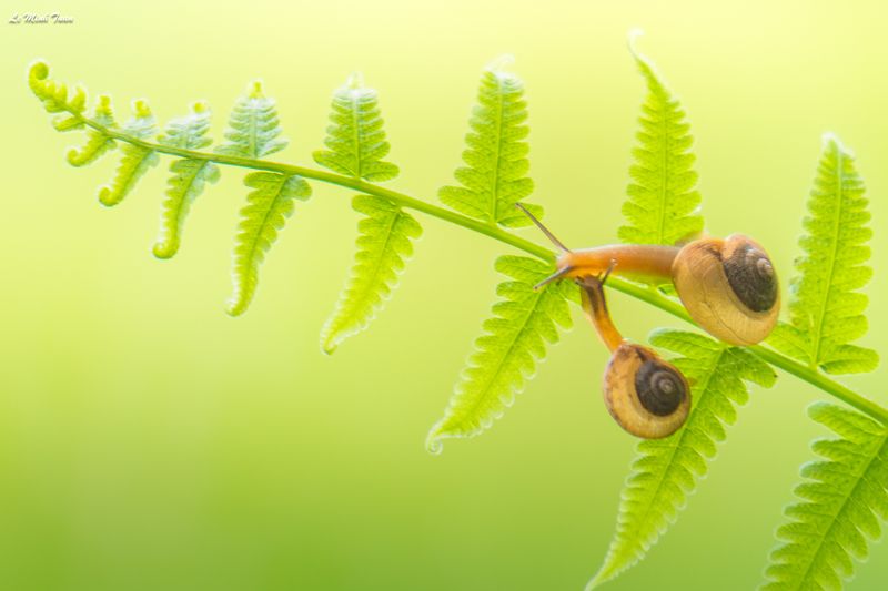 snails Snailsphoto preview