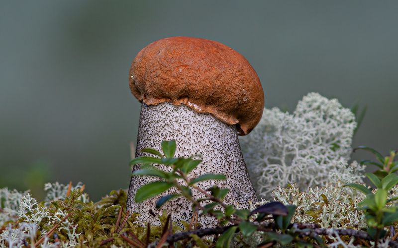 грибы,природа,север,коми,бор,лето Первые в этом сезонеphoto preview