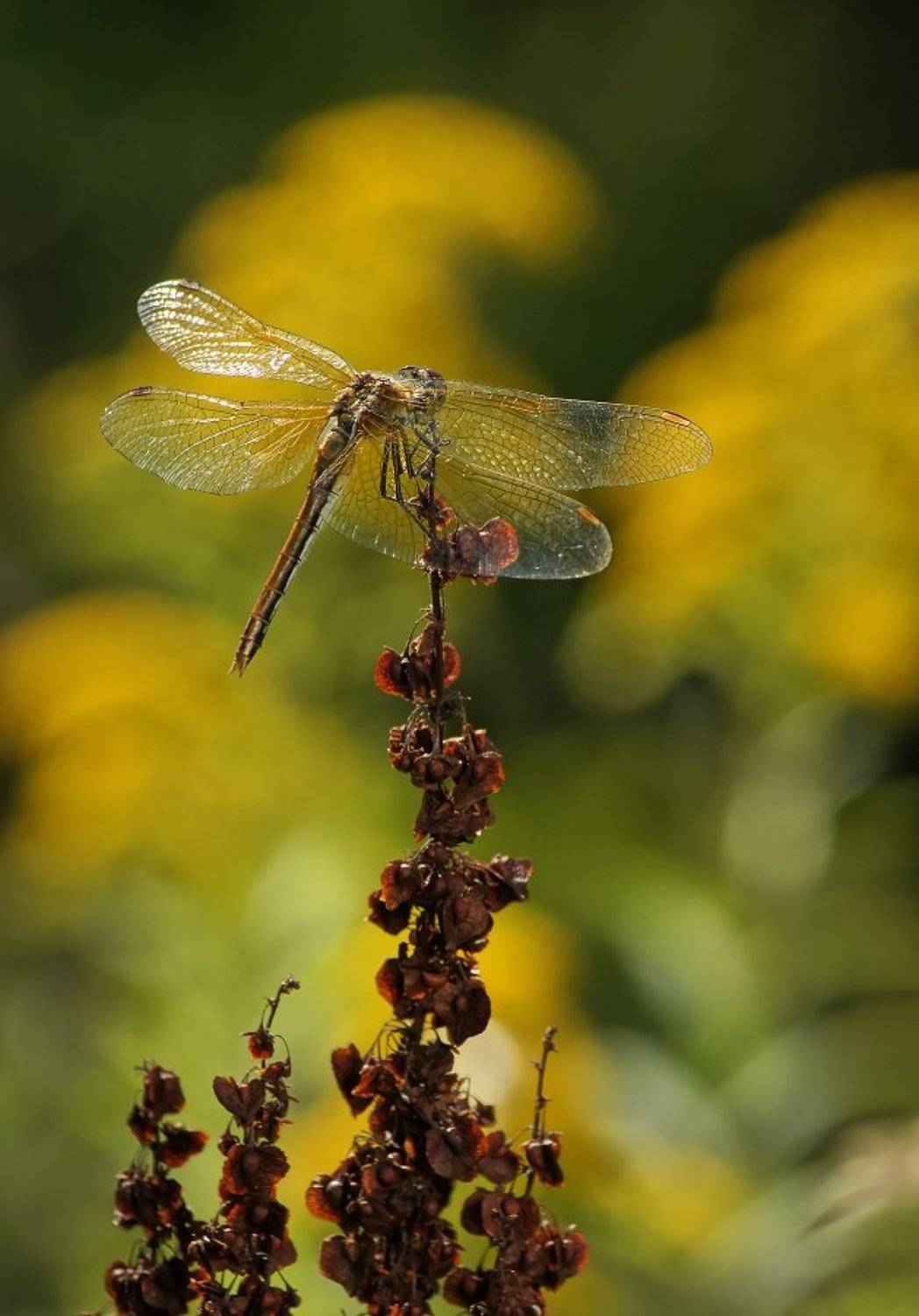 Стрекоза, Чепленко Алексей